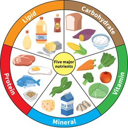 Nutrition and Calorie Recommendations